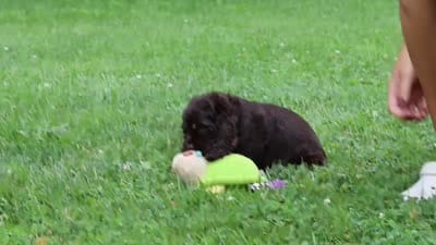 Ava, a female Cocker Spaniel for sale in Baltic, OH – 8 of 8
