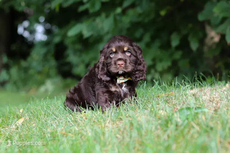 Lincoln – Cocker Spaniel puppy for sale in Baltic, OH
