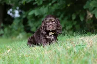 Lincoln, a male Cocker Spaniel for sale in Baltic, OH – 1 of 6