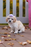 Rosie, a female Cavachon for sale in Baltic, OH – 3 of 10