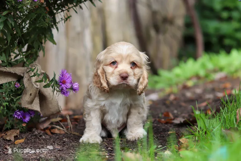 Chase – Cocker Spaniel puppy for sale in Baltic, OH