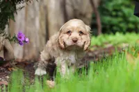 Chase, a male Cocker Spaniel for sale in Baltic, OH – 2 of 7