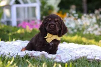 Archie, a male Cocker Spaniel for sale in Baltic, OH – 4 of 9