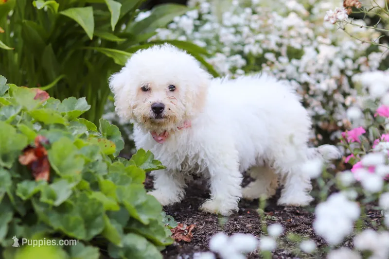 Nala – Bichon Frise puppy for sale in Baltic, OH