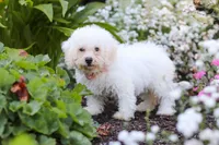 Nala, a female Bichon Frise for sale in Baltic, OH – 1 of 6