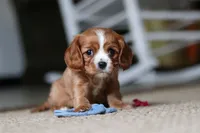 Winnie, a female Cavalier King Charles Spaniel for sale in Baltic, OH – Photo 9 of 9