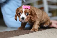 Winnie, a female Cavalier King Charles Spaniel for sale in Baltic, OH – Photo 8 of 9