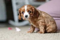 Winnie, a female Cavalier King Charles Spaniel for sale in Baltic, OH – Photo 3 of 9