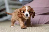 Winnie, a female Cavalier King Charles Spaniel for sale in Baltic, OH – Photo 5 of 9