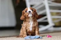 Winnie, a female Cavalier King Charles Spaniel for sale in Baltic, OH – Photo 4 of 9