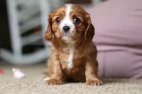 Winnie, a female Cavalier King Charles Spaniel for sale in Baltic, OH – Photo 7 of 9