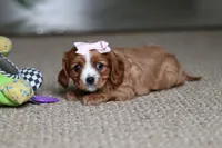 Winnie, a female Cavalier King Charles Spaniel for sale in Baltic, OH – Photo 2 of 9