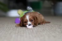 Winnie, a female Cavalier King Charles Spaniel for sale in Baltic, OH – Photo 6 of 9