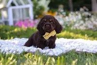 Archie, a male Cocker Spaniel for sale in Baltic, OH – 2 of 9