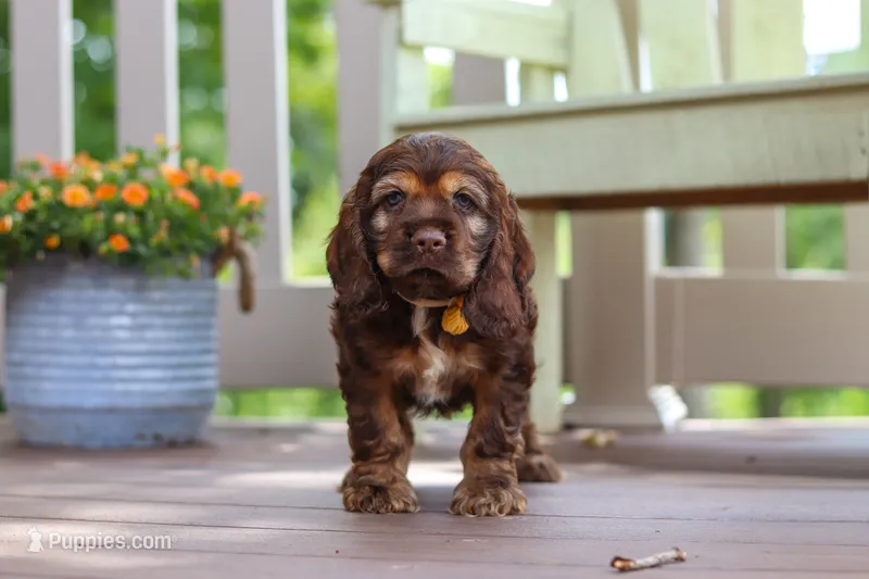 Nash – Cocker Spaniel puppy for sale in Baltic, OH