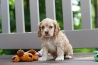 Theo, a male Cocker Spaniel for sale in Baltic, OH – 5 of 9