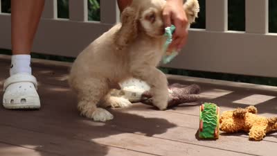 Theo, a male Cocker Spaniel for sale in Baltic, OH – 5 of 5