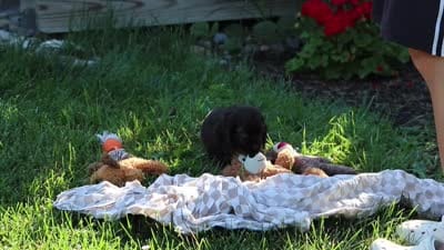 Harlow, a female Cocker Spaniel for sale in Baltic, OH – 7 of 7