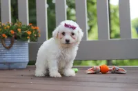Remi, a female Bichon Frise for sale in Baltic, OH – 4 of 5