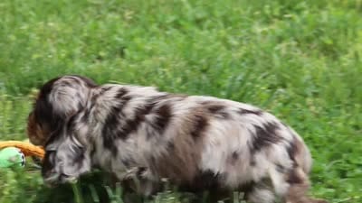 Asher, a male Cocker Spaniel for sale in Baltic, OH – 8 of 8
