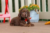 Asher, a male Cocker Spaniel for sale in Baltic, OH – 8 of 9