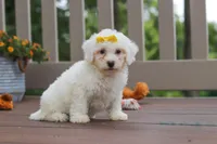Clover, a female Bichon Frise for sale in Baltic, OH – 4 of 5