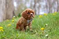 Nero, a male Cavalier King Charles Spaniel for sale in Baltic, OH – Photo 7 of 9