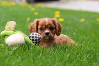 Nero, a male Cavalier King Charles Spaniel for sale in Baltic, OH – Photo 9 of 9