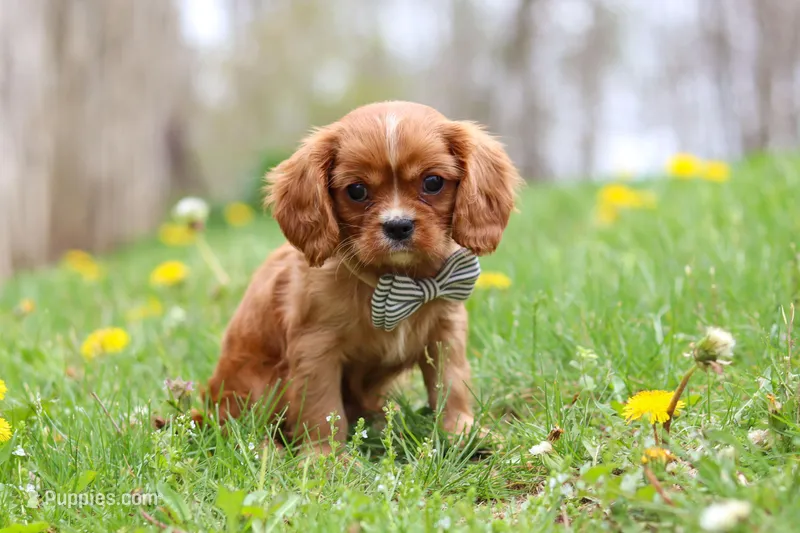 Nero – Cavalier King Charles Spaniel puppy for sale in Baltic, OH