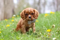 Nero, a male Cavalier King Charles Spaniel for sale in Baltic, OH – Photo 1 of 9