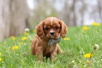 Nero, a male Cavalier King Charles Spaniel for sale in Baltic, OH – Photo 4 of 9