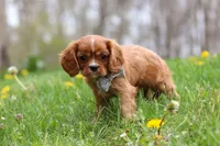 Nero, a male Cavalier King Charles Spaniel for sale in Baltic, OH – Photo 5 of 9