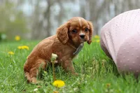Nero, a male Cavalier King Charles Spaniel for sale in Baltic, OH – Photo 3 of 9