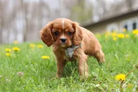 Nero, a male Cavalier King Charles Spaniel for sale in Baltic, OH – Photo 6 of 9