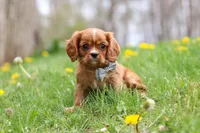 Nero, a male Cavalier King Charles Spaniel for sale in Baltic, OH – Photo 8 of 9