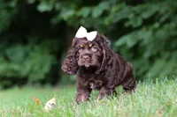 Ava, a female Cocker Spaniel for sale in Baltic, OH – 5 of 8
