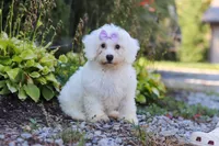 Clover, a female Bichon Frise for sale in Baltic, OH – 3 of 6