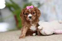 Bella, a female Cavalier King Charles Spaniel for sale in Baltic, OH – Photo 1 of 10