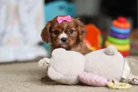 Bella, a female Cavalier King Charles Spaniel for sale in Baltic, OH – Photo 7 of 10