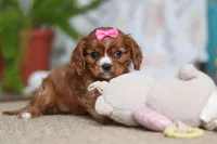 Bella, a female Cavalier King Charles Spaniel for sale in Baltic, OH – Photo 4 of 10