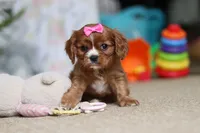 Bella, a female Cavalier King Charles Spaniel for sale in Baltic, OH – Photo 9 of 10