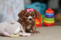 Bella, a female Cavalier King Charles Spaniel for sale in Baltic, OH – Photo 8 of 10