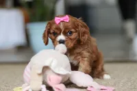 Bella, a female Cavalier King Charles Spaniel for sale in Baltic, OH – Photo 10 of 10