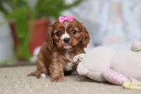 Bella, a female Cavalier King Charles Spaniel for sale in Baltic, OH – Photo 6 of 10