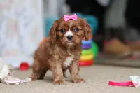 Bella, a female Cavalier King Charles Spaniel for sale in Baltic, OH – Photo 3 of 10