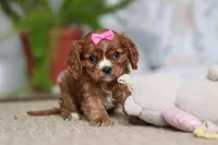 Bella, a female Cavalier King Charles Spaniel for sale in Baltic, OH – Photo 2 of 10