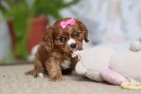 Bella, a female Cavalier King Charles Spaniel for sale in Baltic, OH – Photo 5 of 10