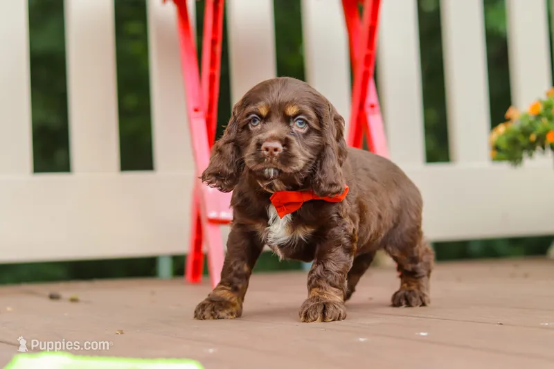 Asher – Cocker Spaniel puppy for sale in Baltic, OH