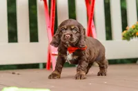 Asher, a male Cocker Spaniel for sale in Baltic, OH – 1 of 9