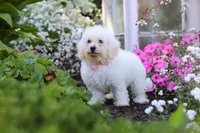Nala, a female Bichon Frise for sale in Baltic, OH – 3 of 6